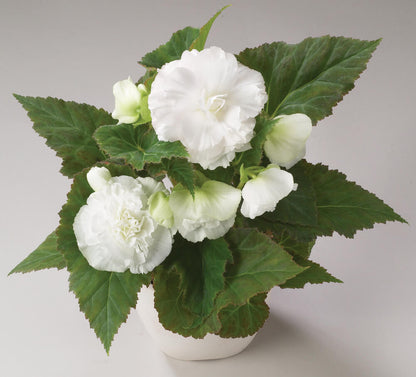 Knollenbegonie (Begonia tuberhybrida) 'GO!Early' in verschiedenen Farben