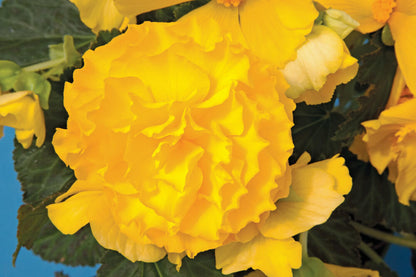 Knollenbegonie (Begonia tuberhybrida) 'GO!Early' in verschiedenen Farben