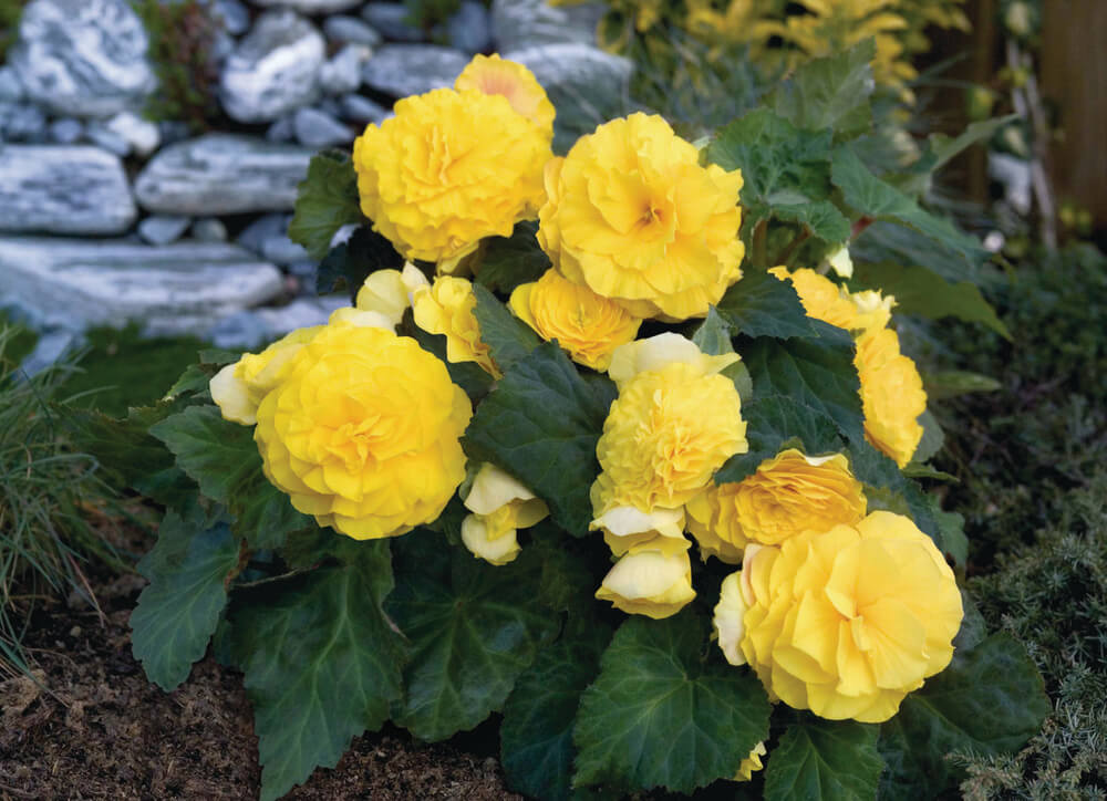 Knollenbegonie (Begonia tuberhybrida) 'GO!Early' in verschiedenen Farben