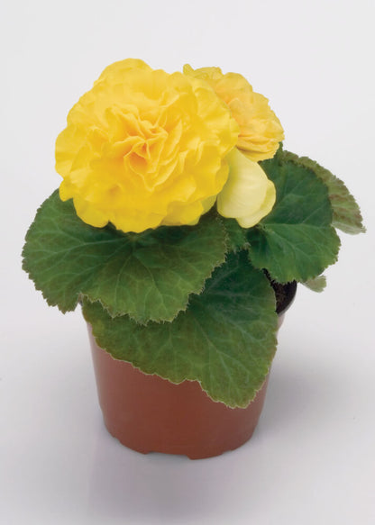 Knollenbegonie (Begonia tuberhybrida) 'GO!Early' in verschiedenen Farben