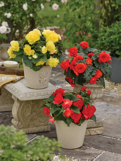 Knollenbegonie (Begonia tuberhybrida) 'GO!Early' in verschiedenen Farben