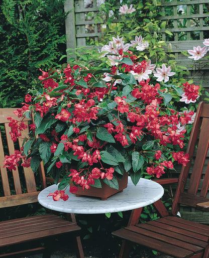 Drachenflügelbegonie  (Begonia x hybrida) 'Dragon Wing®' in verschiedenen Farben