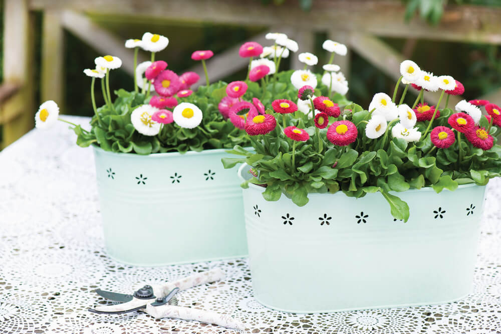 Edel-Gänseblümchen (Bellis perennis Hybride) im Set | 8 Pflanzen