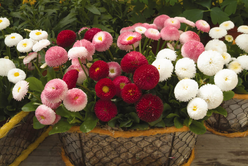 Edel-Gänseblümchen (Bellis perennis Hybride) im Set | 8 Pflanzen