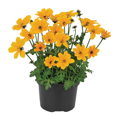 Zweizahn/ Goldmarie (Bidens ferulifolia) in verschiedenen Sorten
