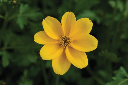 Zweizahn/ Goldmarie (Bidens ferulifolia) in verschiedenen Sorten