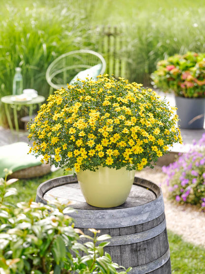 Zweizahn/ Goldmarie (Bidens ferulifolia) in verschiedenen Sorten
