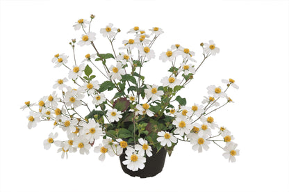 Zweizahn/ Goldmarie (Bidens ferulifolia) in verschiedenen Sorten