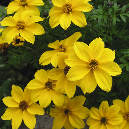 Zweizahn/ Goldmarie (Bidens ferulifolia) 'Yellow' T12, großblumig