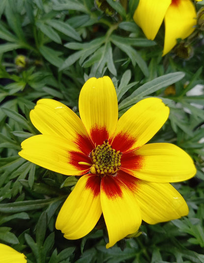 Zweizahn/ Goldmarie (Bidens ferulifolia) in verschiedenen Sorten