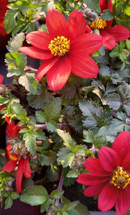 Zweizahn/ Goldmarie (Bidens ferulifolia) in verschiedenen Sorten