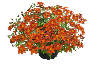 Zweizahn/ Goldmarie (Bidens ferulifolia) in verschiedenen Sorten