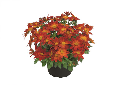 Zweizahn/ Goldmarie (Bidens ferulifolia) in verschiedenen Sorten