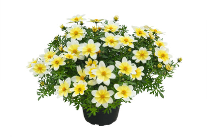 Zweizahn/ Goldmarie (Bidens ferulifolia) in verschiedenen Sorten