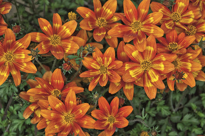 Zweizahn/ Goldmarie (Bidens ferulifolia) in verschiedenen Sorten