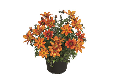 Zweizahn/ Goldmarie (Bidens ferulifolia) in verschiedenen Sorten