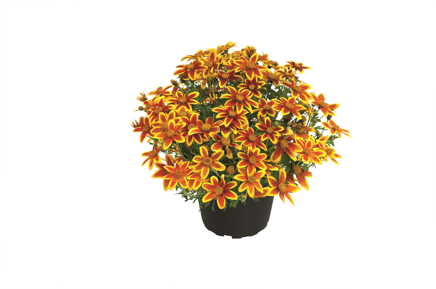 Zweizahn/ Goldmarie (Bidens ferulifolia) in verschiedenen Sorten