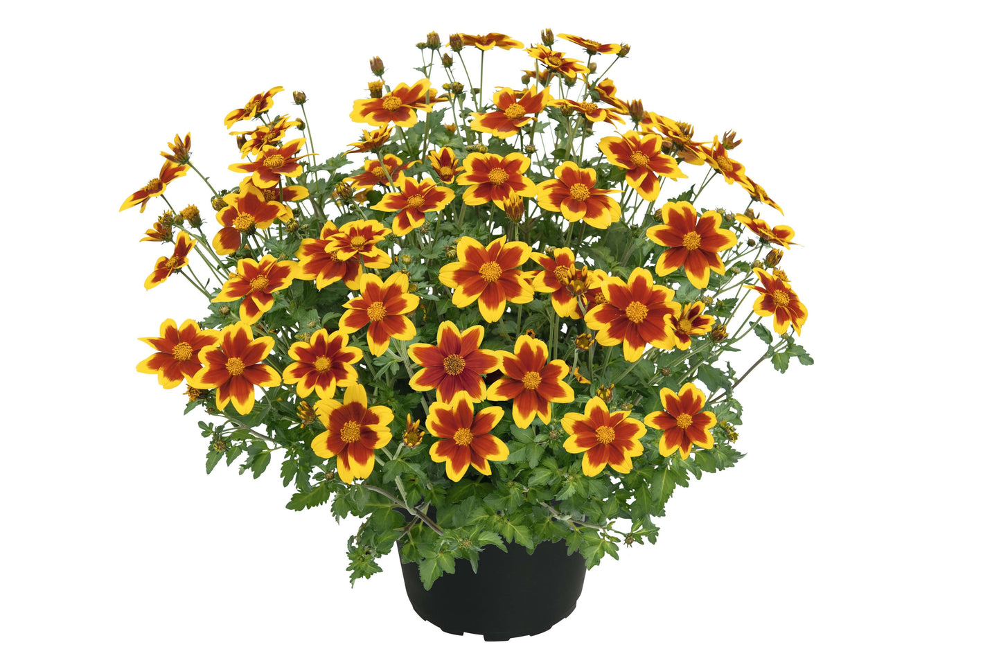 Zweizahn/ Goldmarie (Bidens ferulifolia) in verschiedenen Sorten
