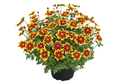 Zweizahn/ Goldmarie (Bidens ferulifolia) in verschiedenen Sorten