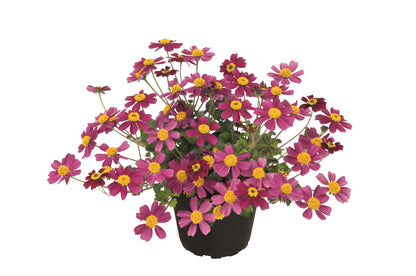 Zweizahn/ Goldmarie (Bidens ferulifolia) in verschiedenen Sorten