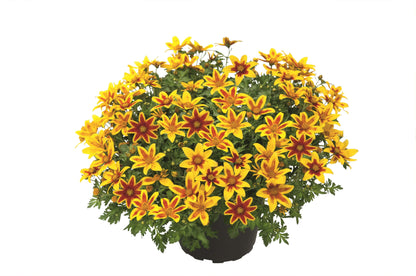 Zweizahn/ Goldmarie (Bidens ferulifolia) in verschiedenen Sorten