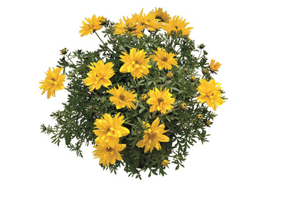 Zweizahn/ Goldmarie (Bidens ferulifolia) in verschiedenen Sorten