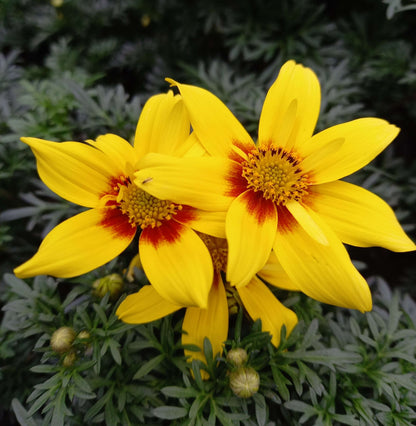 Zweizahn/ Goldmarie (Bidens ferulifolia) in verschiedenen Sorten