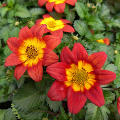 Zweizahn/ Goldmarie (Bidens ferulifolia) in verschiedenen Sorten