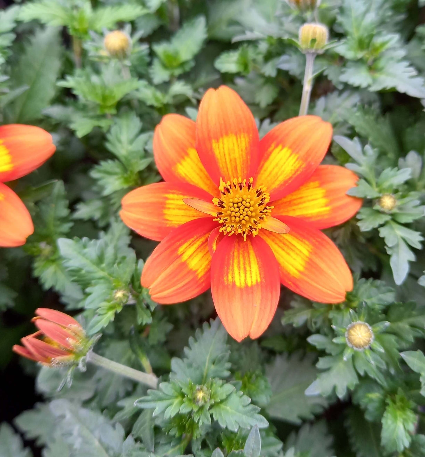 Zweizahn/ Goldmarie (Bidens ferulifolia) in verschiedenen Sorten