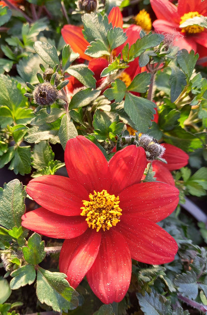 Zweizahn/ Goldmarie (Bidens ferulifolia) in verschiedenen Sorten