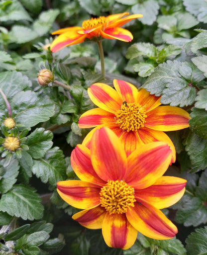Zweizahn/ Goldmarie (Bidens ferulifolia) in verschiedenen Sorten