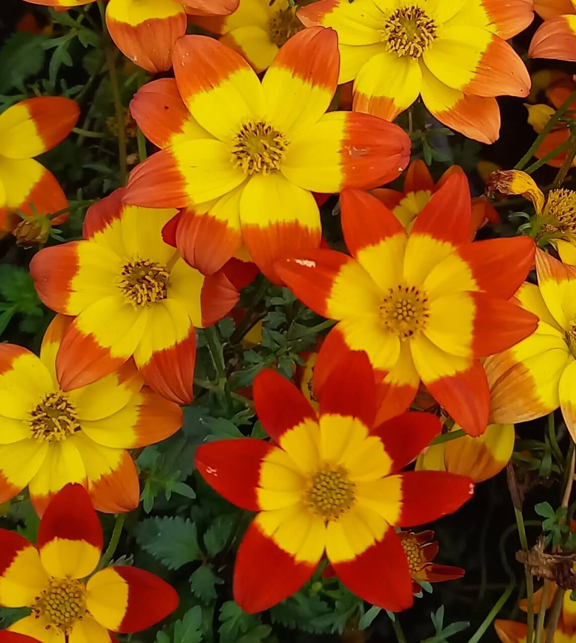 Zweizahn/ Goldmarie (Bidens ferulifolia) in verschiedenen Sorten
