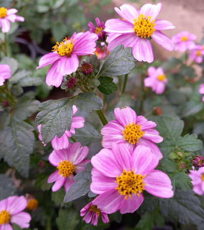 Zweizahn/ Goldmarie (Bidens ferulifolia) in verschiedenen Sorten