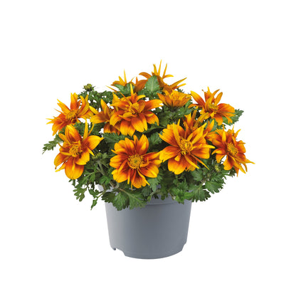 Zweizahn/ Goldmarie (Bidens ferulifolia) in verschiedenen Sorten