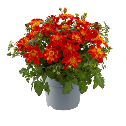 Zweizahn/ Goldmarie (Bidens ferulifolia) in verschiedenen Sorten