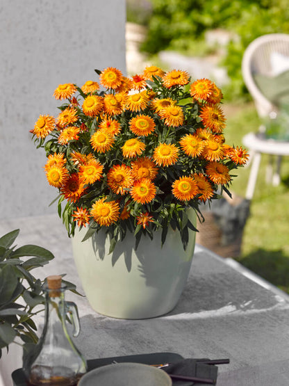 Strohblume (Bracteantha) 'Crispy'