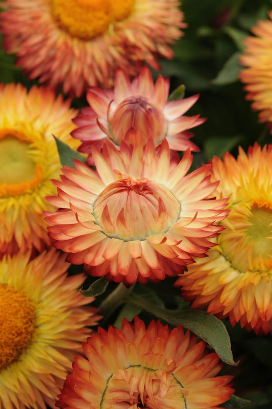Strohblume (Bracteantha) 'Mohave®'