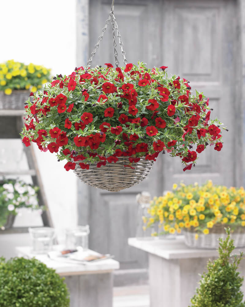 Zauberglöckchen (Calibrachoa) 'Cabaret®' in verschiedenen Farben