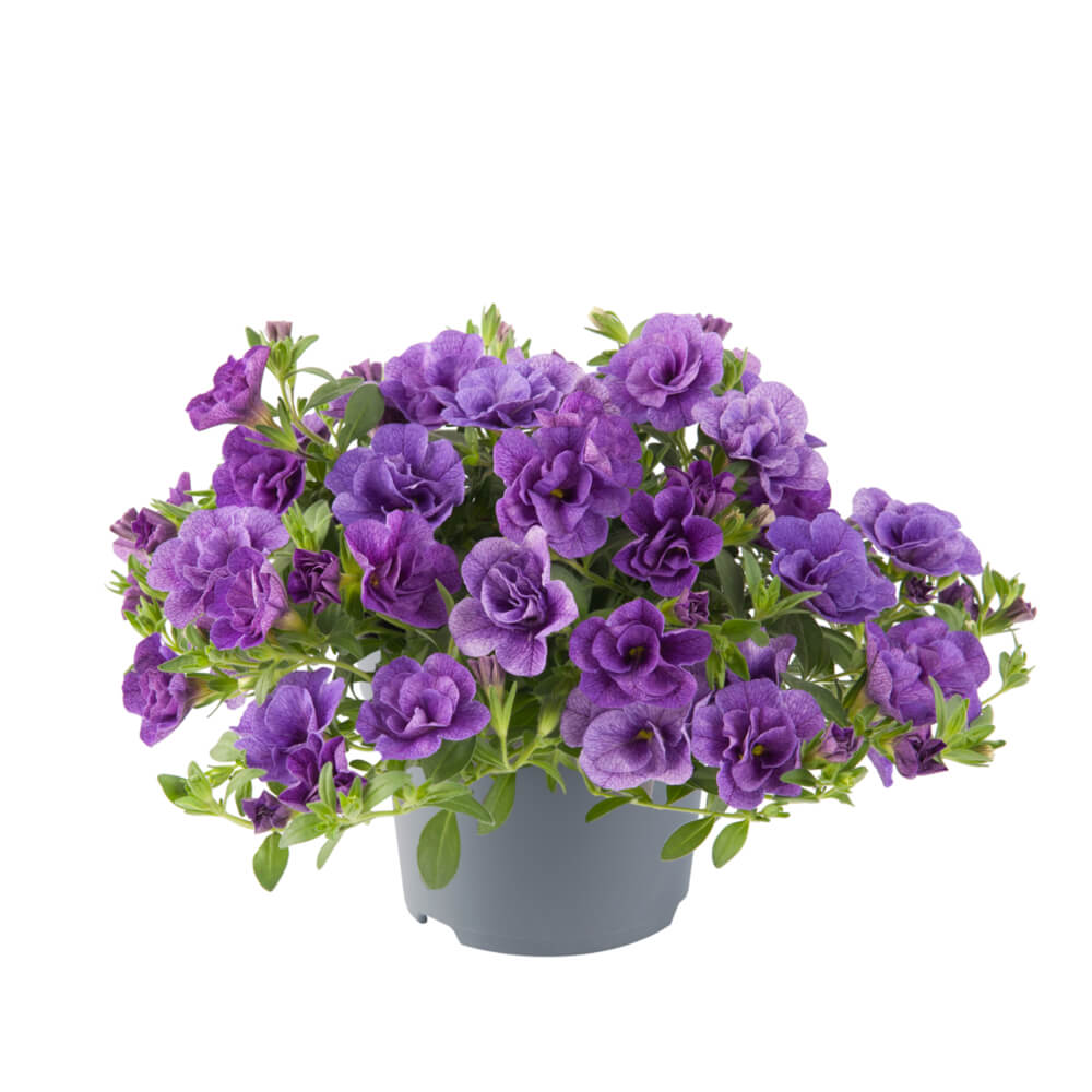 Zauberglöckchen (Calibrachoa parviflora) 'Cabaret® Double' in verschiedenen Farben