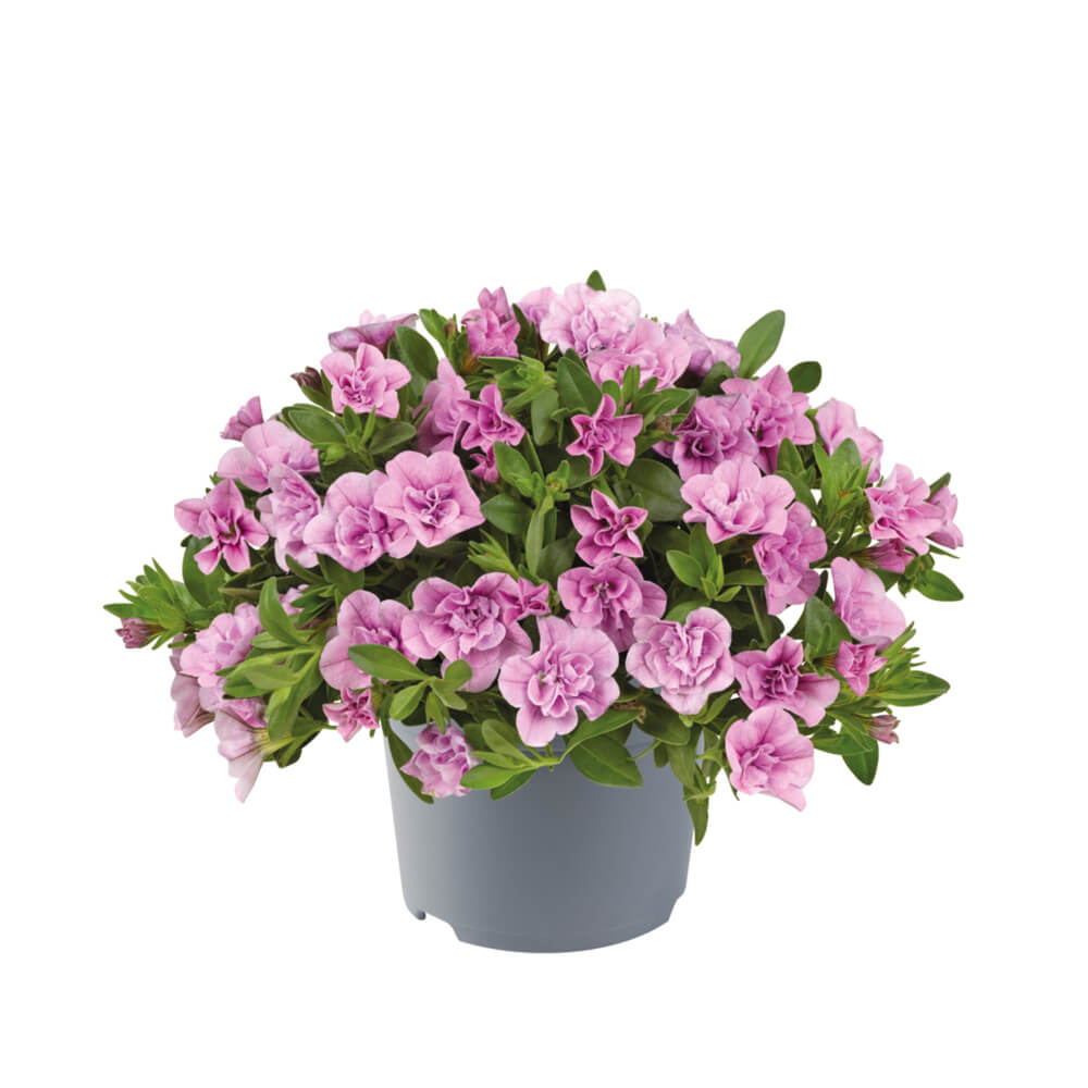 Zauberglöckchen (Calibrachoa parviflora) 'Cabaret® Double' in verschiedenen Farben