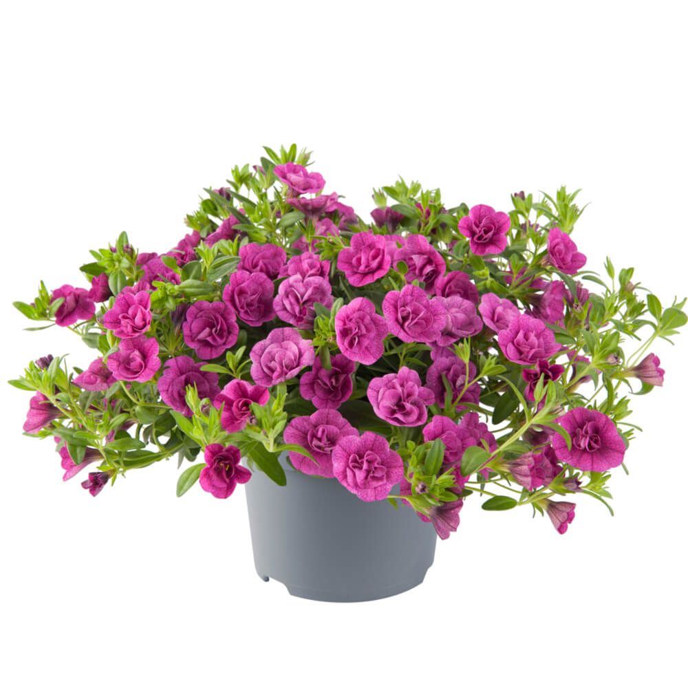 Zauberglöckchen (Calibrachoa parviflora) 'Cabaret® Double' in verschiedenen Farben