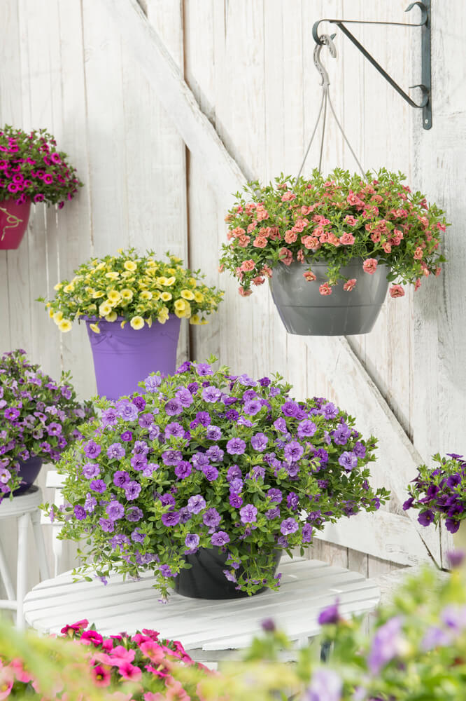 Zauberglöckchen (Calibrachoa parviflora) 'Cabaret® Double' in verschiedenen Farben