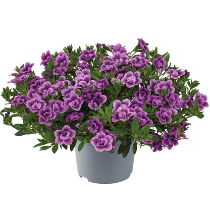 Zauberglöckchen (Calibrachoa parviflora) 'Cabaret® Double' in verschiedenen Farben
