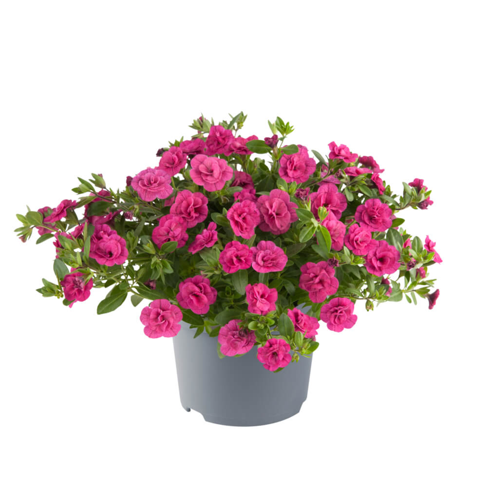 Zauberglöckchen (Calibrachoa parviflora) 'Cabaret® Double' in verschiedenen Farben