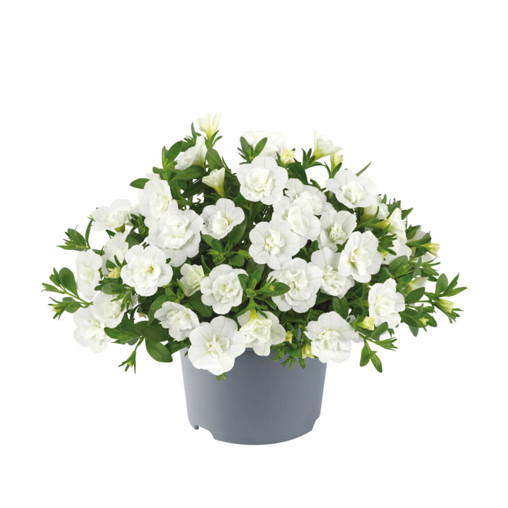 Zauberglöckchen (Calibrachoa parviflora) 'Cabaret® Double' in verschiedenen Farben