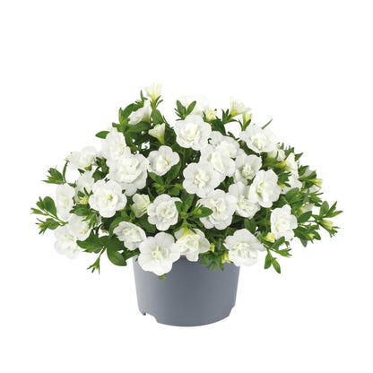 Zauberglöckchen (Calibrachoa parviflora) 'Cabaret® Double' in verschiedenen Farben