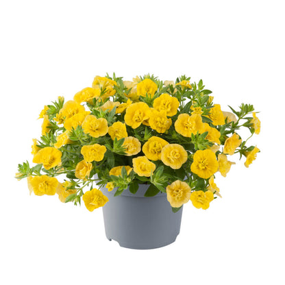 Zauberglöckchen (Calibrachoa parviflora) 'Cabaret® Double' in verschiedenen Farben