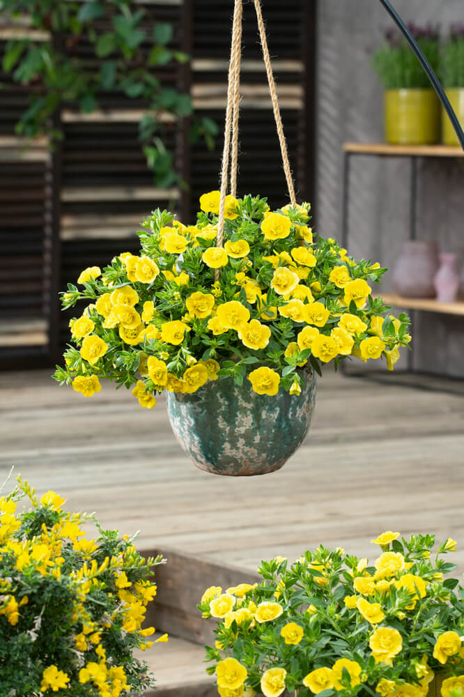 Zauberglöckchen (Calibrachoa parviflora) 'Cabaret® Double' in verschiedenen Farben