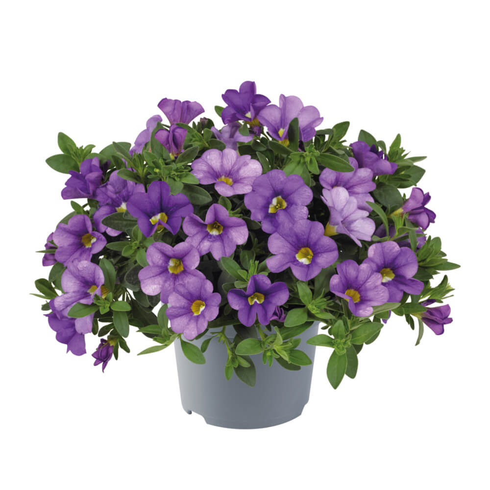 Zauberglöckchen (Calibrachoa) 'Cabaret®' in verschiedenen Farben