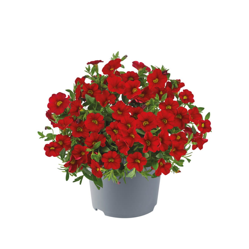 Zauberglöckchen (Calibrachoa) 'Cabaret®' in verschiedenen Farben